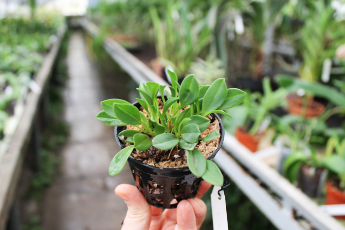 Masdevallia nidifica.jpg