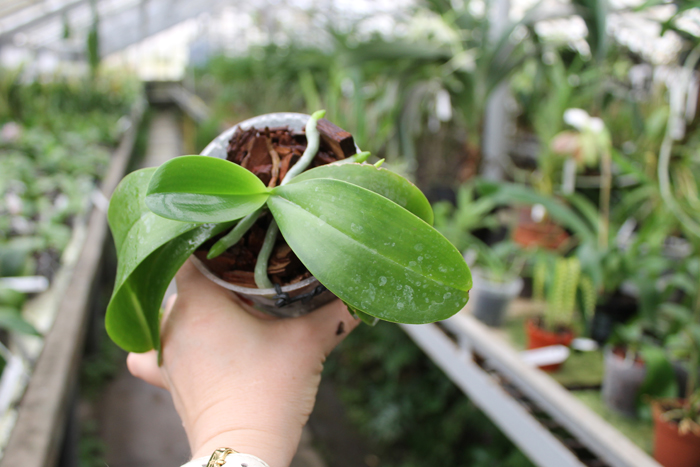 Phalaenopsis (pallens x tetraspis C1) x bastianii.jpg