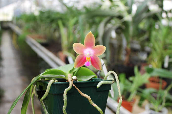 Phalaenopsis Penang Girl.jpg