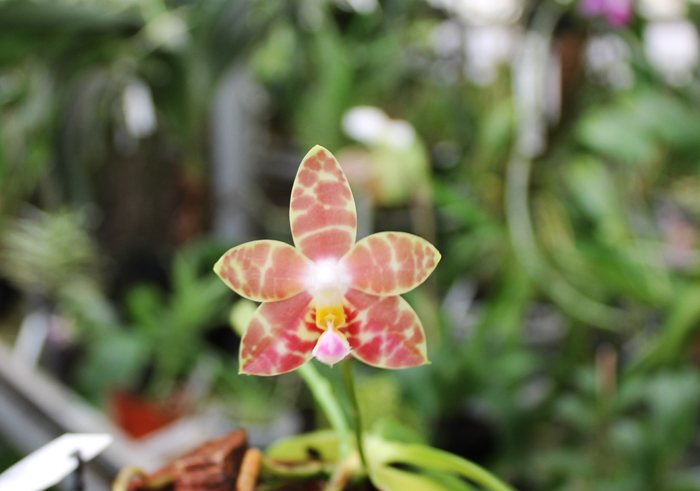 Phalaenopsis amboinensis x Phalaenopsis Penang Girl.jpg