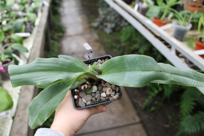 Paphiopedilum moquetteanum.jpg