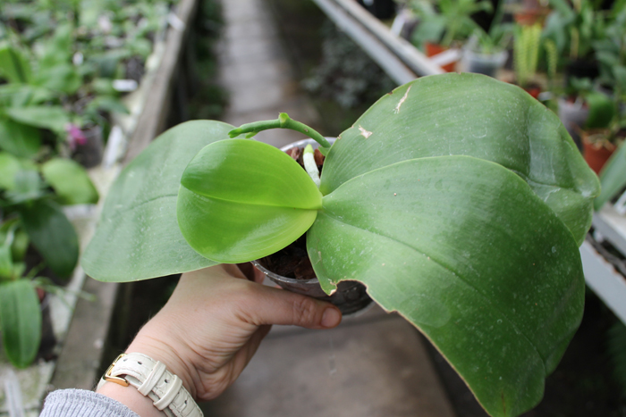 Phalaenopsis bellina 'Ponkan'.jpg