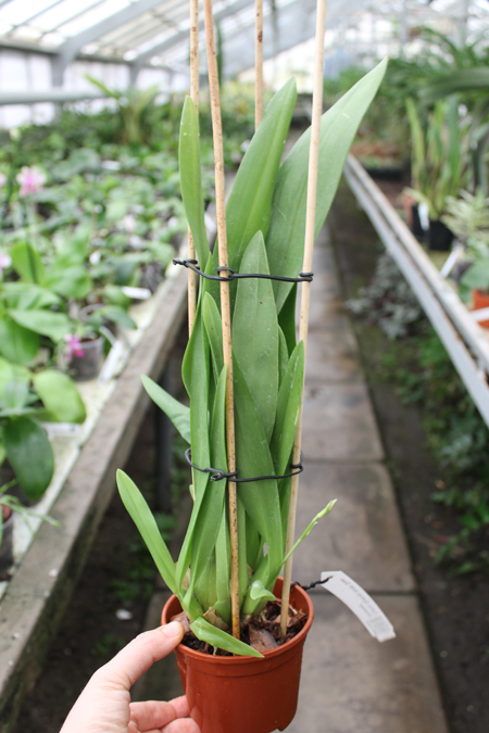 Carpenterara Sydney Smith 'Green Monkey'.jpg