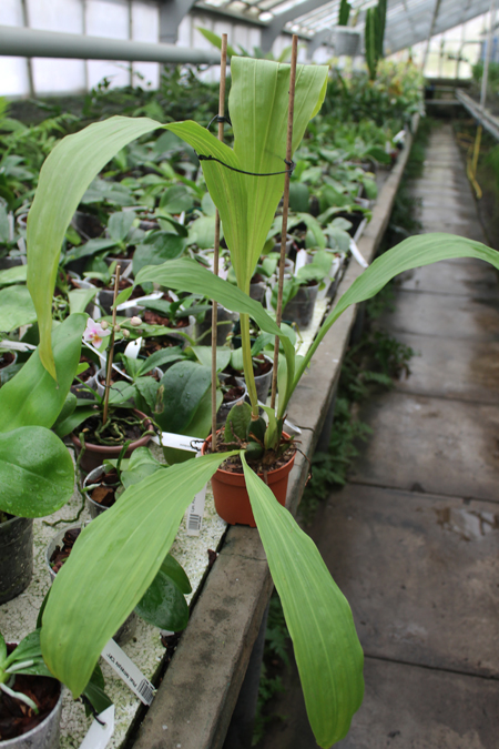 Lycaste Fire Bird.jpg
