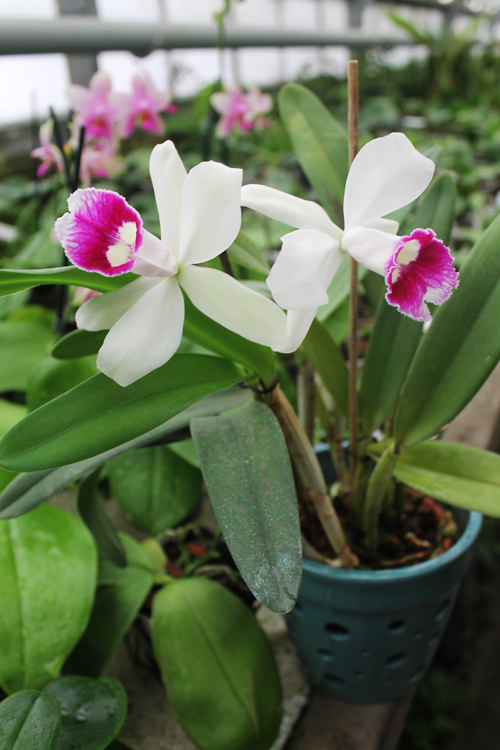 Laeliocattleya Hsinying Pub 'Albo Sanguinea' (purpurata x Batagesi).jpg
