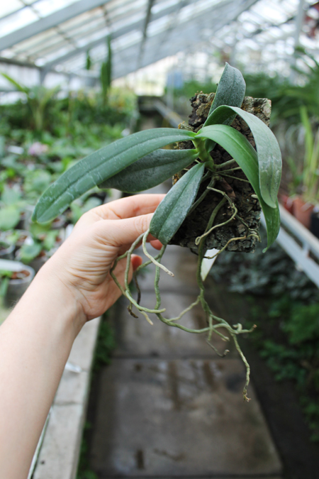 Aerangis articulata.jpg