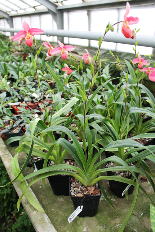 Phragmipedium Andean Fire (besseae x lidleyanum).jpg