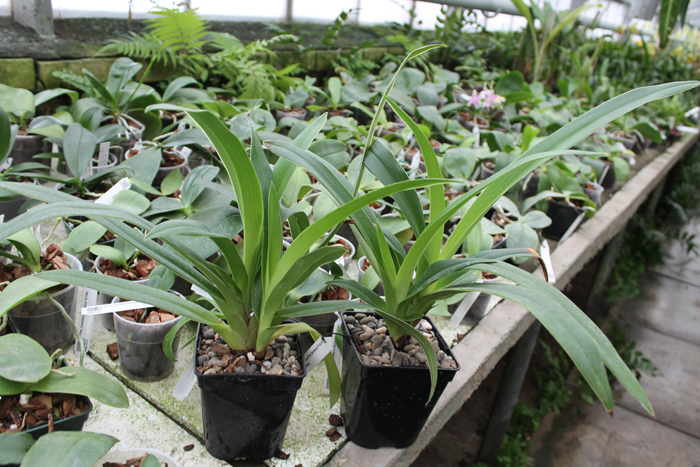 Phragmipedium Inca Fire (Andean Fire x besseae).jpg