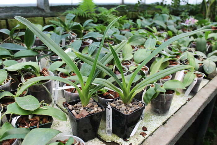 Phragmipedium Living Fire (Sorcerer's Apprentice x besseae).jpg