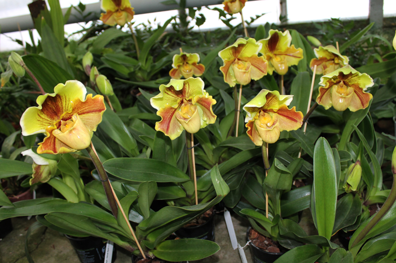 Paphiopedilum Lippewunder.jpg