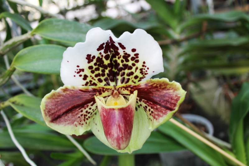 Paphiopedilum Velvet Spot x Lancer.jpg