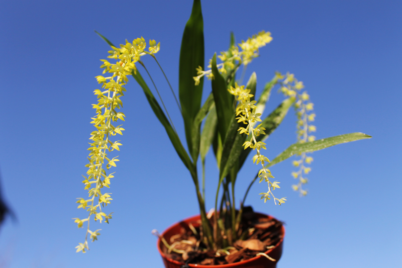 Dendrochilum uncatum.jpg