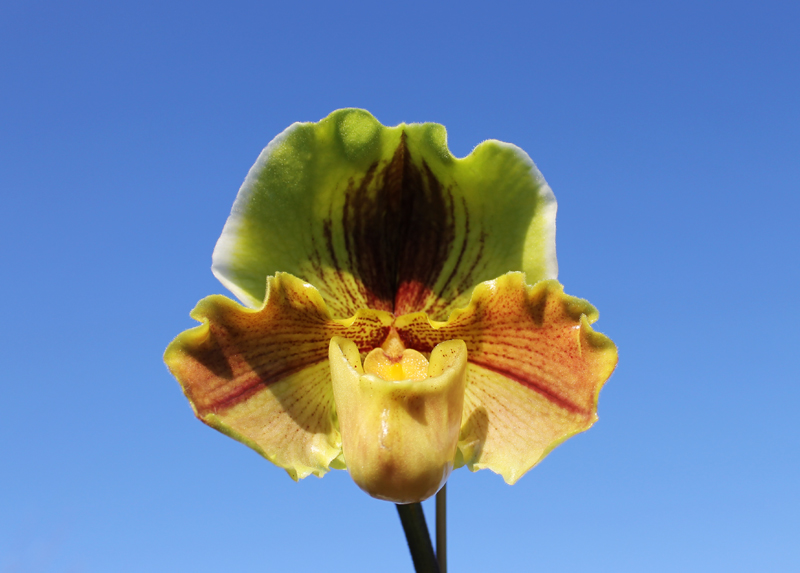Paphiopedilum Lippewunder.jpg