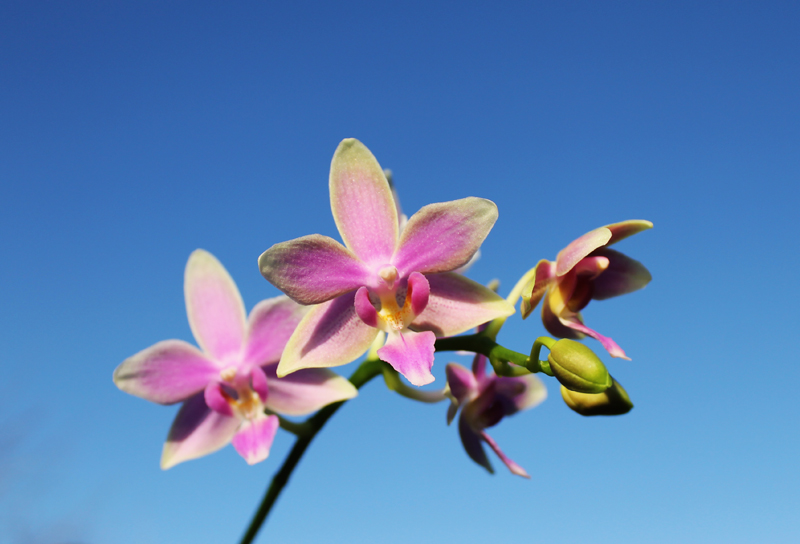 Phalaenopsis Cornustris x (Gelbliber x Princess Kaiulani) x Chiada Ziv.jpg