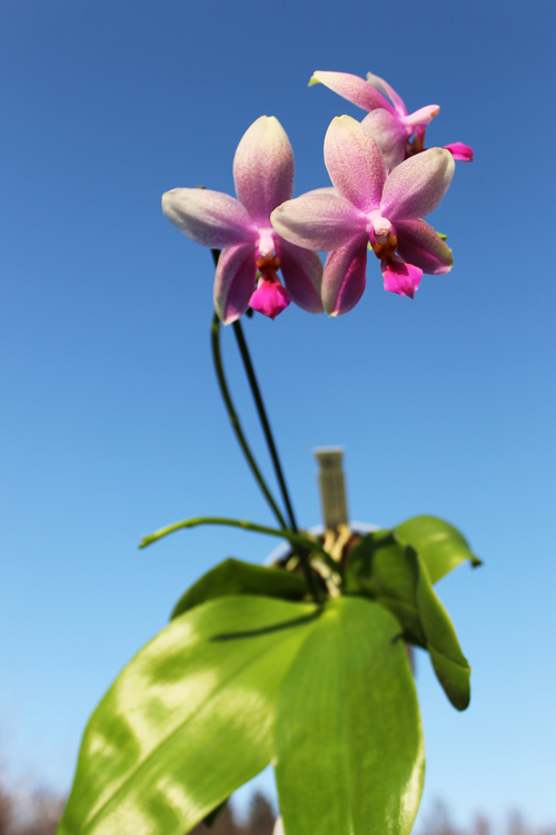 Phalaenopsis Liodoro.jpg