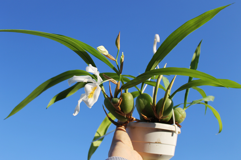 Coelogyne cristata.jpg