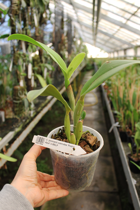 Cattleya jenmanii coerulea 'Pedra Azul' x SELF.jpg