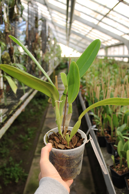 Cattleya jenmanii 'Boliva' x Cattleya jenmanii rubra 'Serra Negra'.jpg