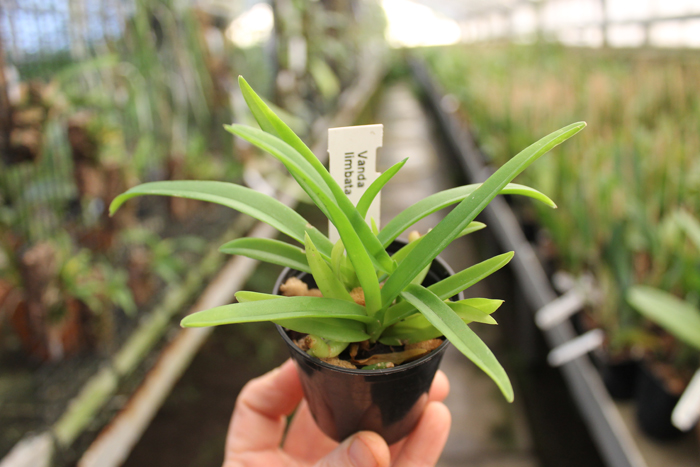 Vanda limbata.jpg