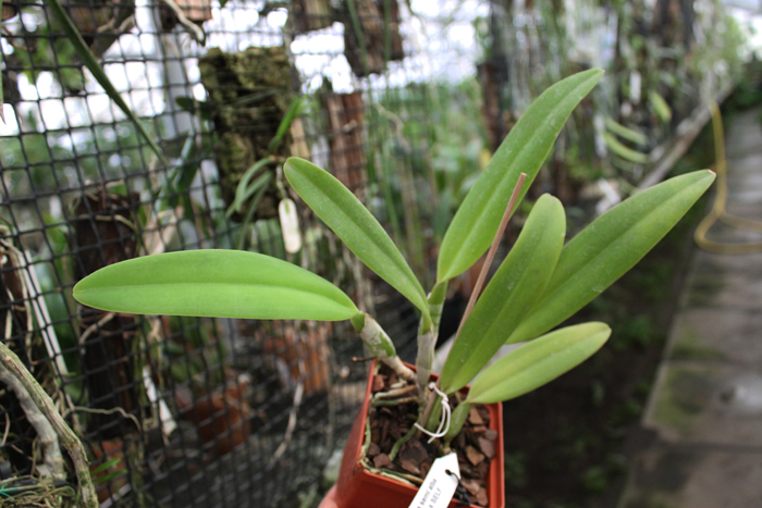 Cattleya percivaliana semi alba 'Altamira' (11-6) x SELF.jpg
