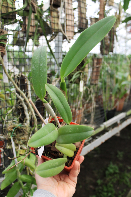 Cattleya maxima rubra 'Peruana' x SELF.jpg