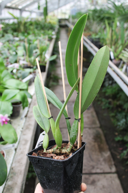 Cattleya percivaliana carnea x SELF.jpg