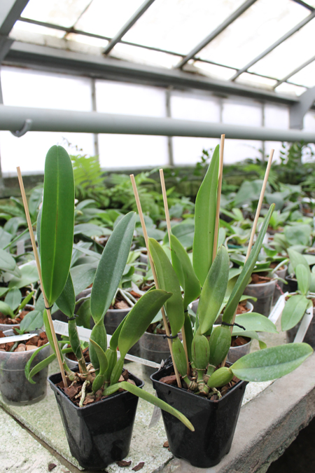 Cattleya percivaliana tipo XXX x Cattleya percivaliana 'Summit - Mutante'.jpg