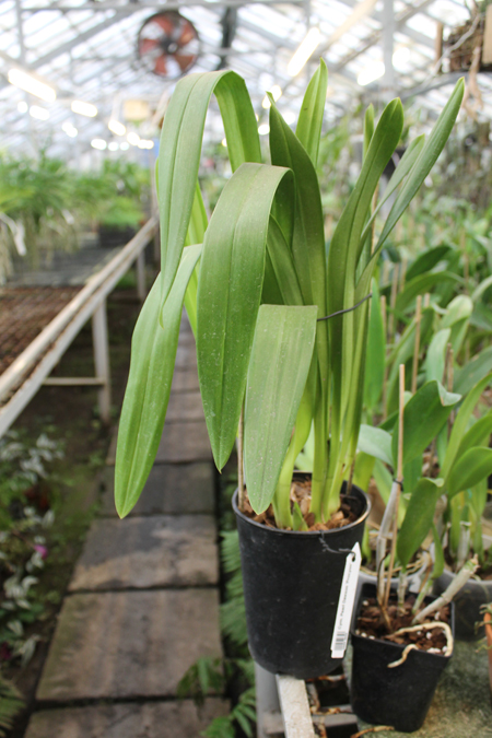 Cymbidium Pearl Dawson 'Procyon'.jpg