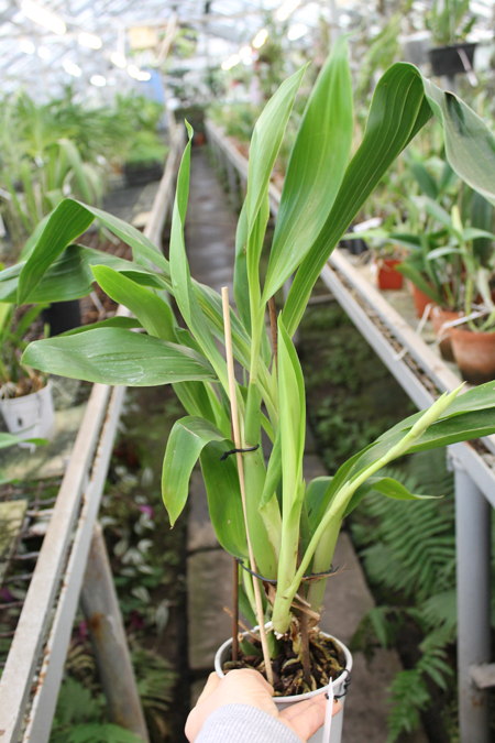 Zygopetalum hybrid.jpg