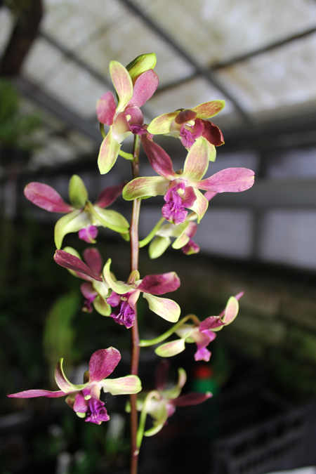 Dendrobium Jairak Min 'Mangosteen'.jpg