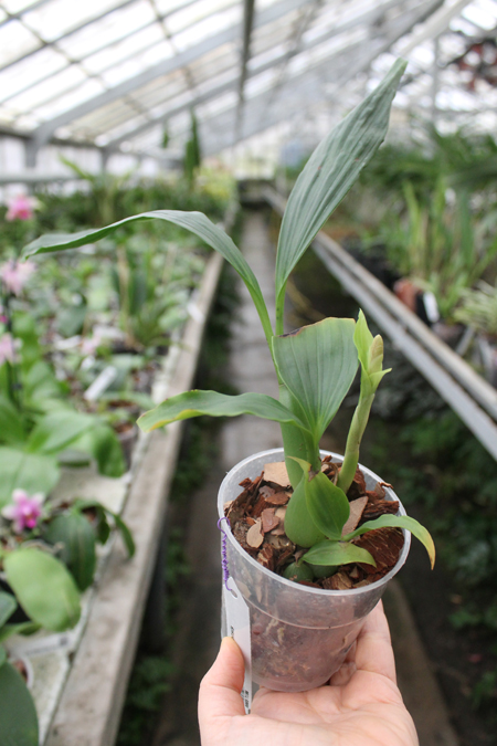 Pholidota chinensis.jpg