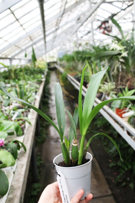 Epidendrum Green Hornet x Epicattleya Miva Etoile Noire.jpg