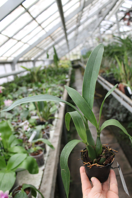 Encyclia (vitellinum x michuacana) x vitellinum.jpg