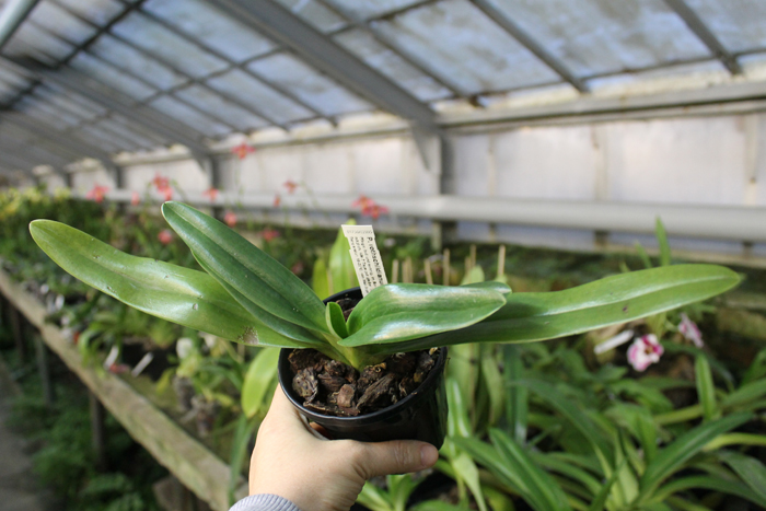 Paphiopedilum rothschildianum x Paphiopedilum hangianum.jpg