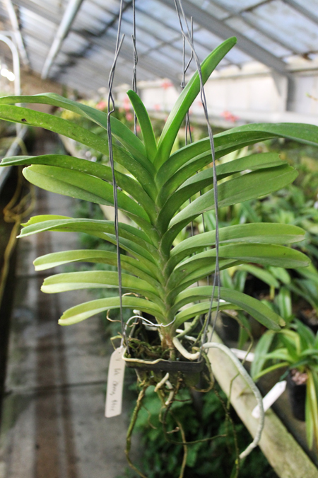 Vanda Pak Chong Blue.jpg