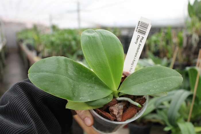 Phalaenopsis Ambotrana x Kung's Red Cherry.jpg