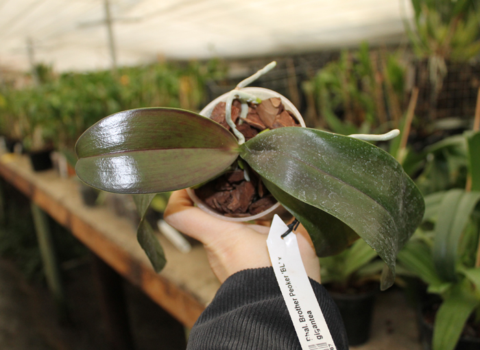 Phalaenopsis Brother Peoker 'BL' x gigantea.jpg