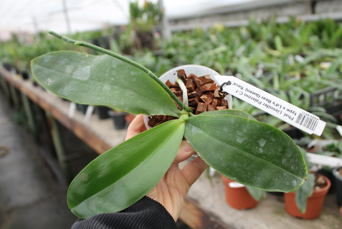 Phalaenopsis (Jennifer Palermo C-1 type x Ld's Bear Queen) 'flava'.jpg