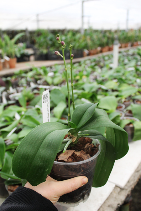 Phalaenopsis Liu's Berry 'SW'.jpg