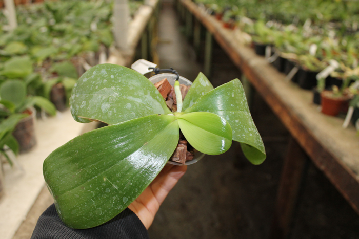 Phalaenopsis Princess Kaiulani 'Chin Yo'.jpg
