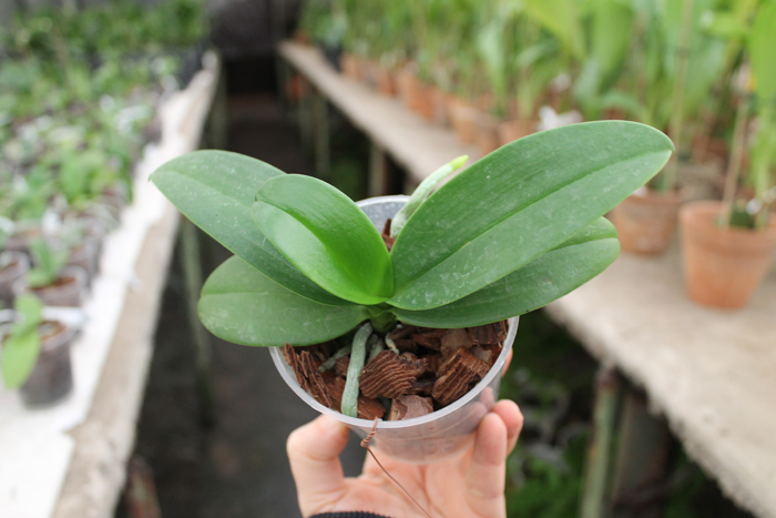 Phalaenopsis equestris alba.jpg