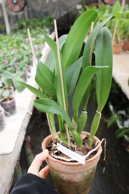 Brassolaeliocattleya Triumphal Coronation 'Seto' (Laeliocattleya Drumbeat x Brassolaeliocattleya Pamela Hetherington).jpg
