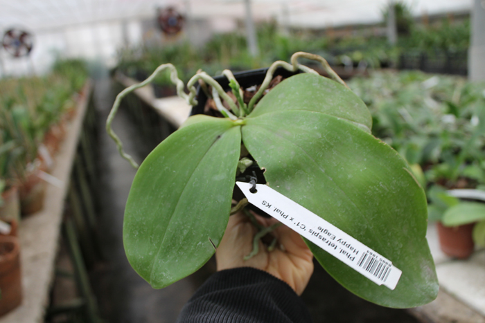 Phalaenopsis tetraspis 'C1' x Phalaenopsis KS Happy Eagle.jpg
