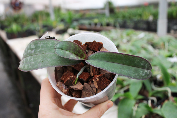 Phalaenopsis stuartiana (green x yellow).jpg