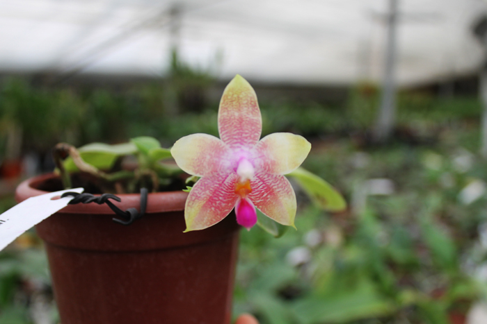 Phalaenopsis amboinensis x Phalaenopsis Penang Girl.jpg