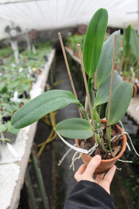 Cattleya warneri alba 'Alvinha' x Laelia praestans alba.jpg