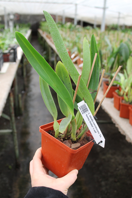 Cattleya labiata coerulescens 'Da Norma Dreher' x self.jpg