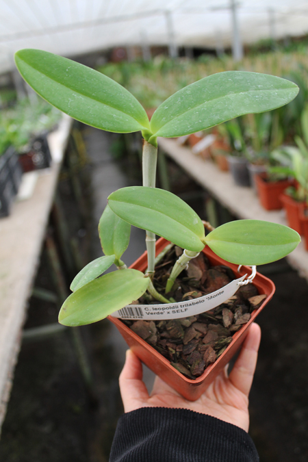 Cattleya leopoldii trilabelo 'Monte Verde' x SELF.jpg