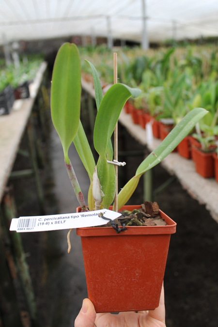 Cattleya percivaliana tipo 'Remolacha' (19-6) x SELF.jpg