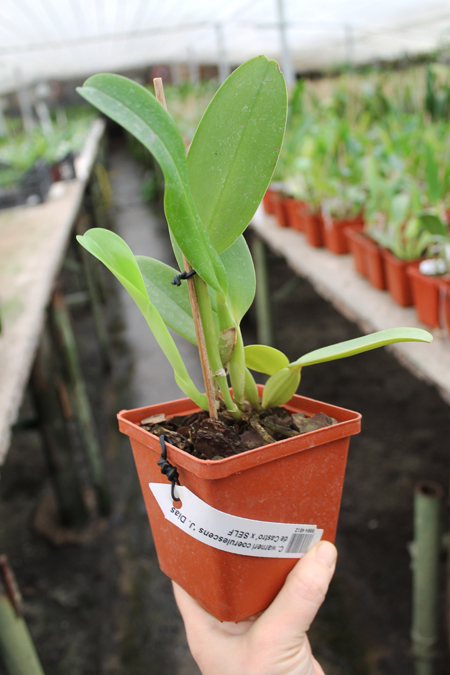 Cattleya warneri coerulescens 'J Dias de Castro' x SELF.jpg